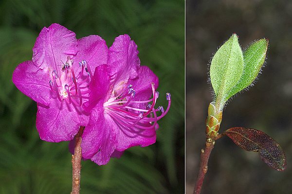 ゲンカイツツジ