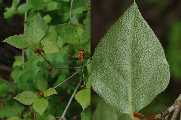 コバノミツバツツジの葉