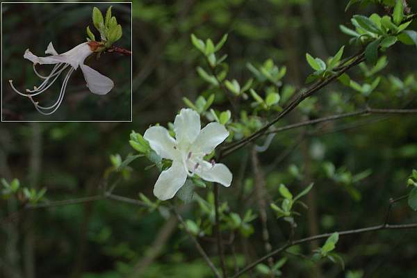 セトウチウンゼンツツジ