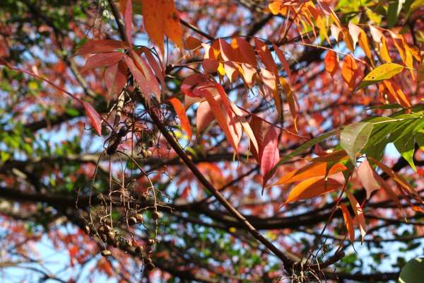 ヤマハゼの紅葉