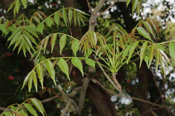 ヤマハゼ若い枝
