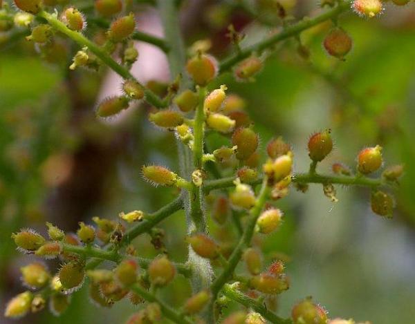 ヤマウルシ果実