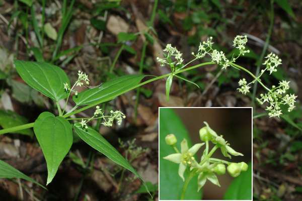 オオキヌタソウ