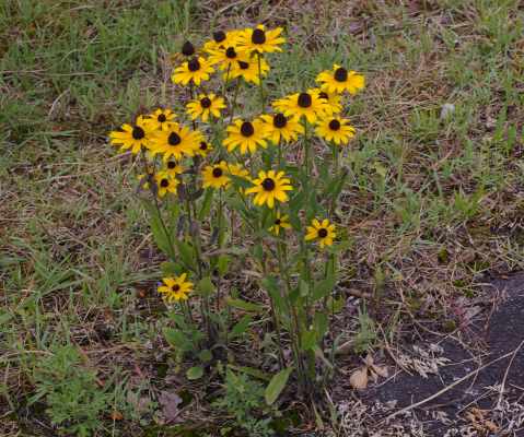 アラゲハンゴンソウ