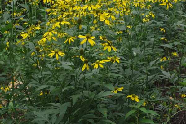 オオハンゴンソウ