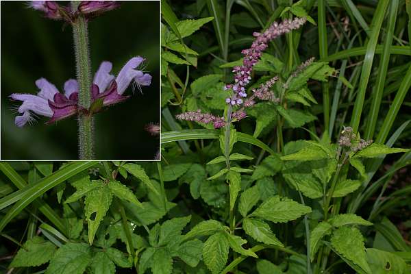 アキノタムラソウ