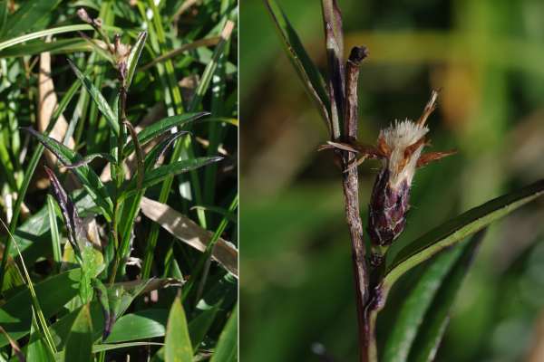 ネコヤマヒゴタイ