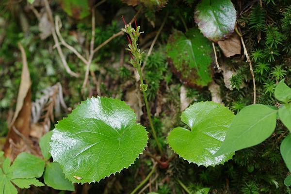 オオイワカガミ果実