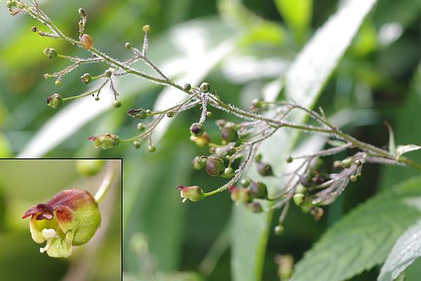 ヒナノウスツボ