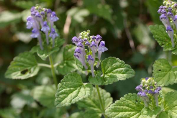 オカタツナミソウ