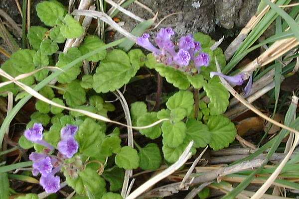 コバノタツナミ