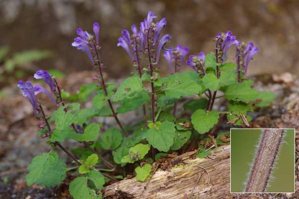 ホクリクタツナミ