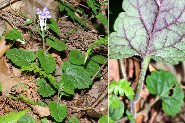 シソバタツナミ