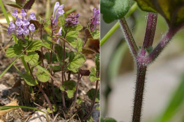 アツバタツナミソウ