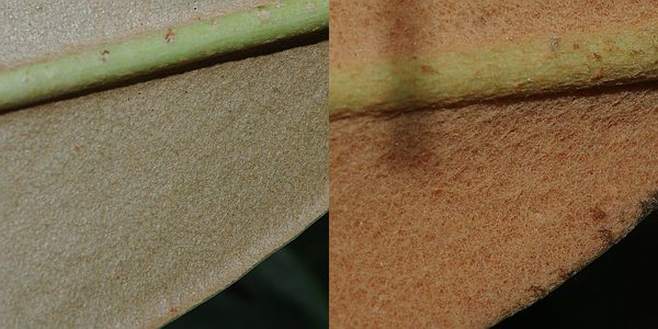 ホンシャクナゲ