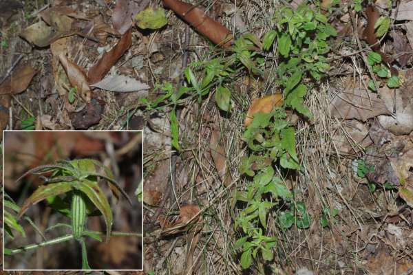 オオヒキヨモギ