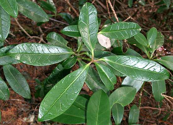 ウチコミミヤマシキミ