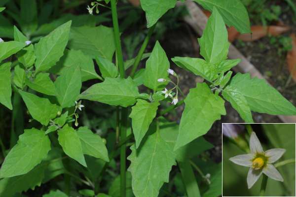 アメリカイヌホオズキ