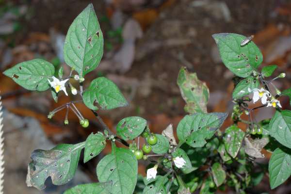 ムラサキイヌホオズキ