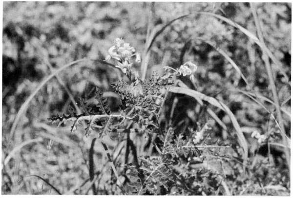 Solanum sisymbriifolium