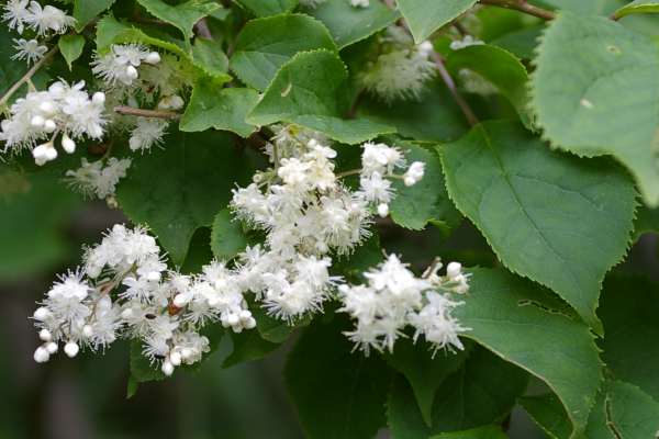 タンナサワフタギ