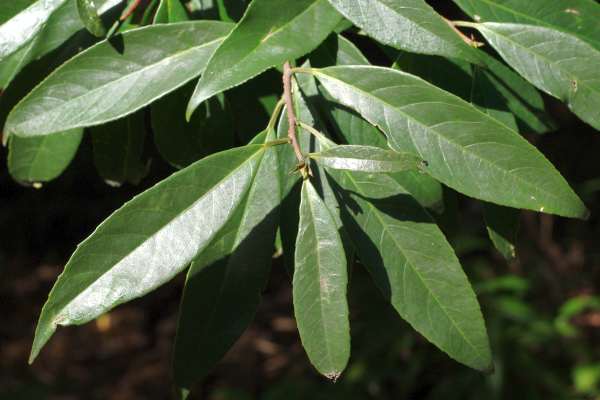 カンザブロウノキ