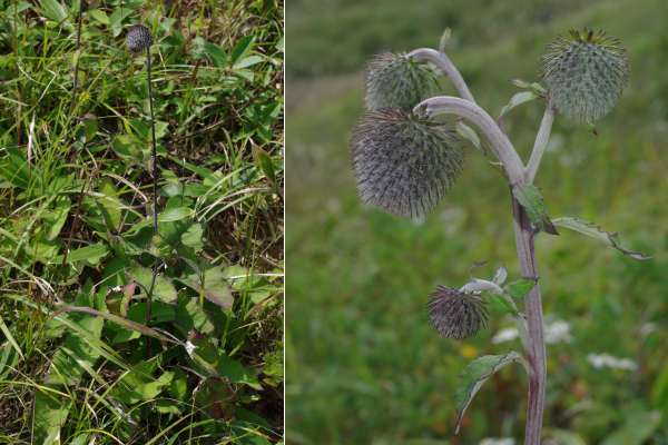ハバヤマボクチ