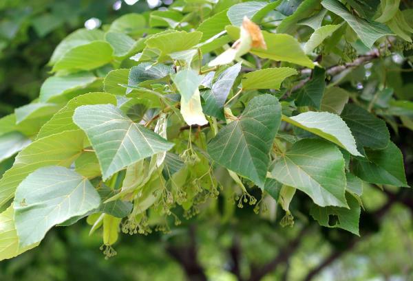 チュウゴクボダイジュ