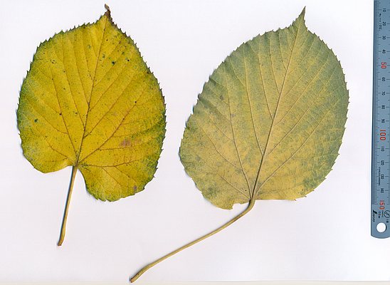 マンシュウボダイジュ