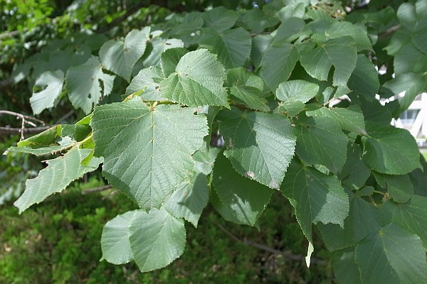 ナツボダイジュ