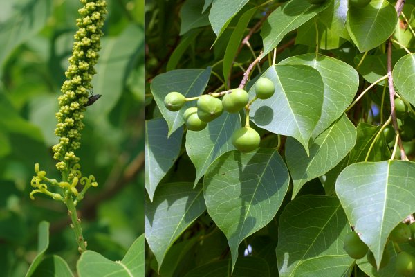 ナンキンハゼの花と果