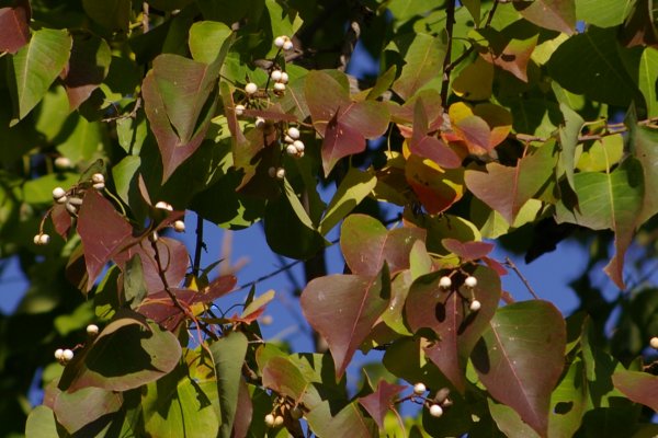 紅葉したナンキンハゼ、果実は白色