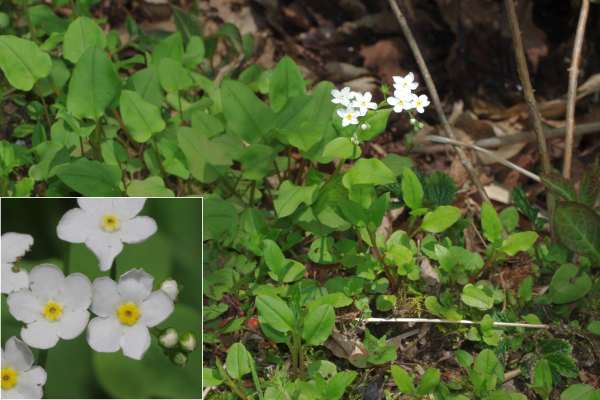 タチカメバソウ