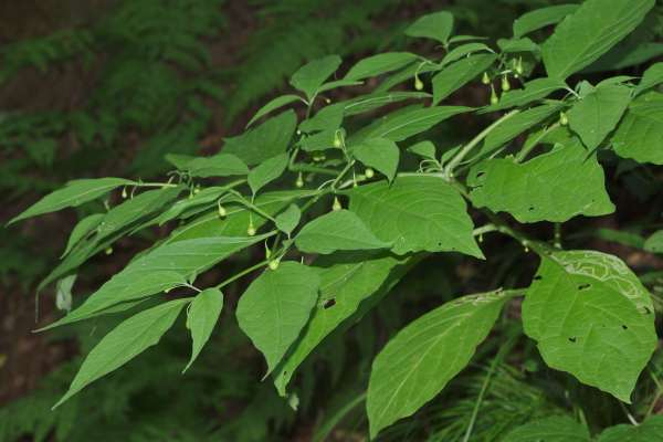 ハダカホオズキ