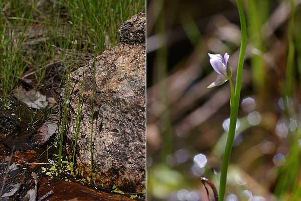 ムラサキミミカキグサ