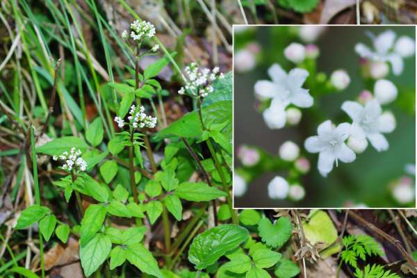 ツルカノコソウ