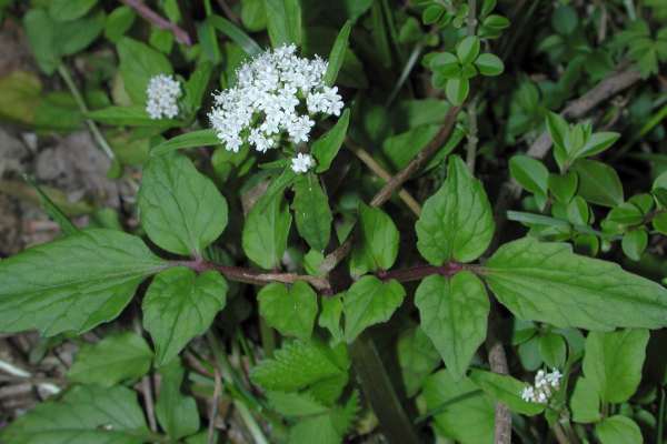 ツルカノコソウ