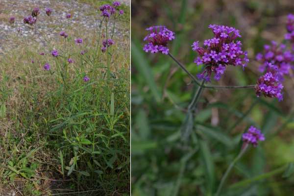 ヤナギハナガサ