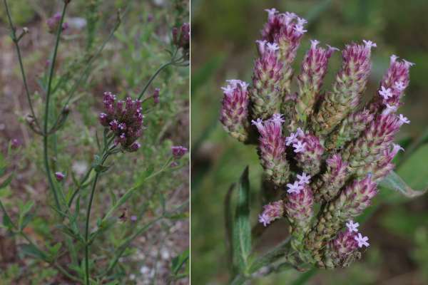 アレチハナガサ