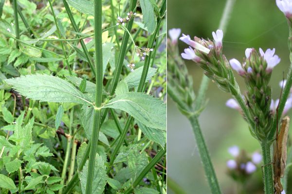 アレチハナガサ