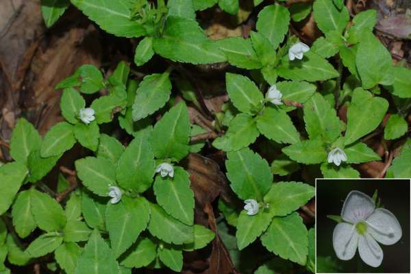 サンインクワガタ