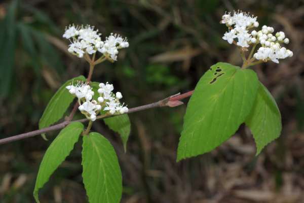コバノガマズミ