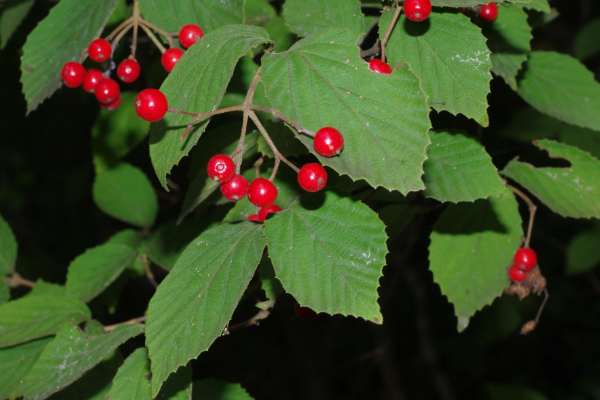 コバノガマズミ