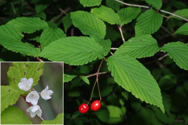 オトコヨウゾメ