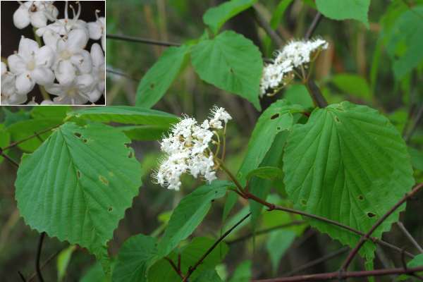 ミヤマガマズミ