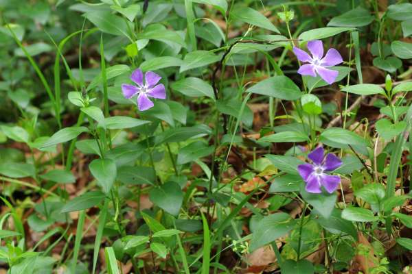 ツルニチニチソウ