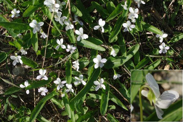 アリアケスミレ