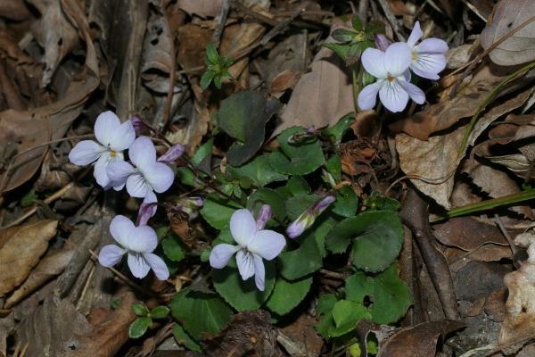 タチツボスミレ