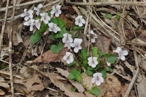 コタチツボスミレ
