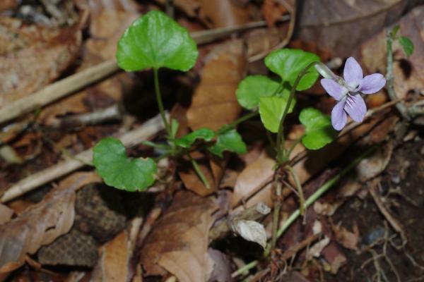 ツルタチツボスミレ